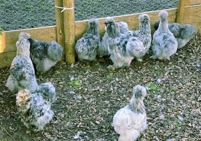 Китайська шовкова шоколад, білий, спліш, коричневий.яйце інкубаційне - фото № 3