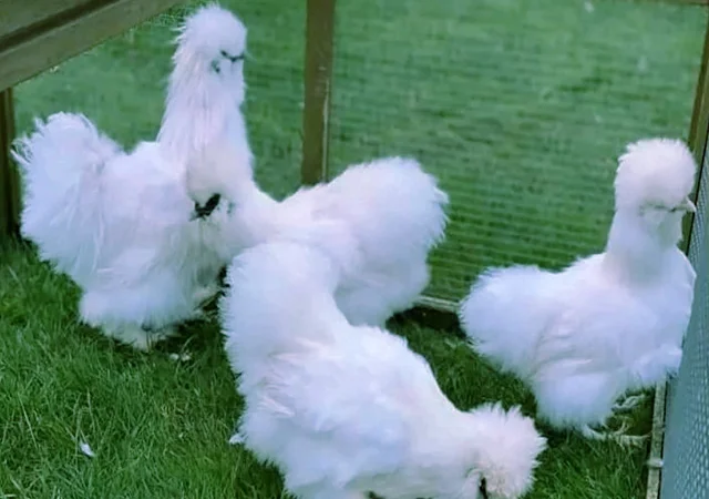 Китайська шовкова шоколад, білий, спліш, коричневий.яйце інкубаційне - фото № 4