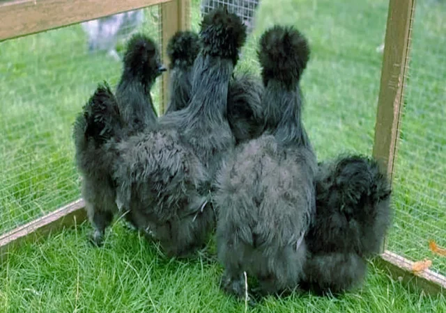 Китайська шовкова шоколад, білий, спліш, коричневий.яйце інкубаційне - фото № 5