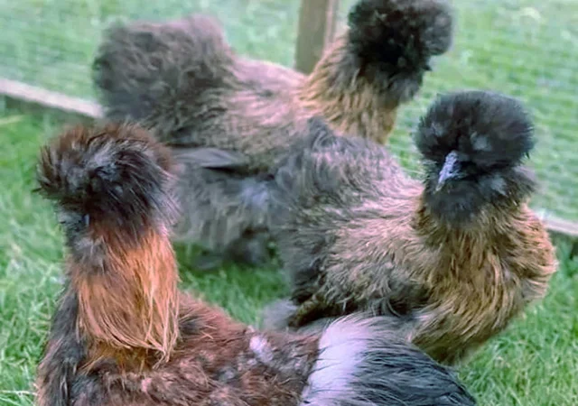 Китайська шовкова шоколад, білий, спліш, коричневий.яйце інкубаційне - фото № 7