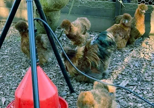 Китайська шовкова шоколад, білий, спліш, коричневий.яйце інкубаційне - фото № 8