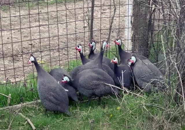 Інкубаційне яйце цесарка сіро-куропатчаста, чубата - фото № 1