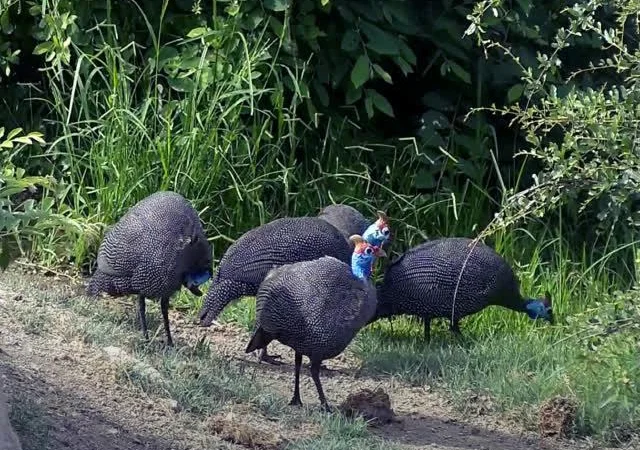 Інкубаційне яйце цесарка сіро-куропатчаста, чубата - фото № 2