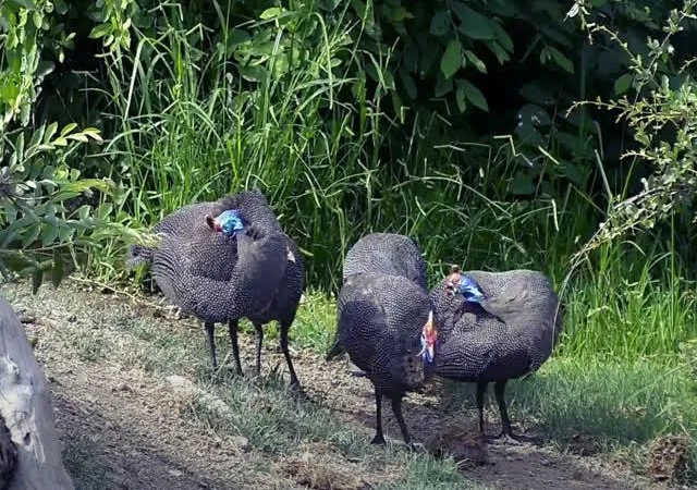 Інкубаційне яйце цесарка сіро-куропатчаста, чубата - фото № 4