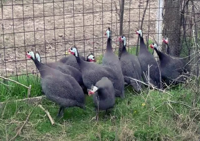 Інкубаційне яйце цесарка сіро-куропатчаста, чубата - фото № 5