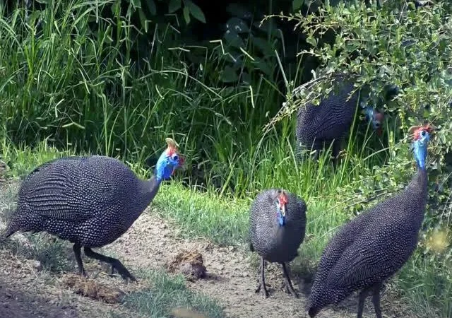 Інкубаційне яйце цесарка сіро-куропатчаста, чубата - фото № 6