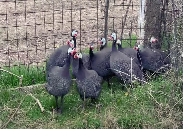 Інкубаційне яйце цесарка сіро-куропатчаста, чубата - фото № 7