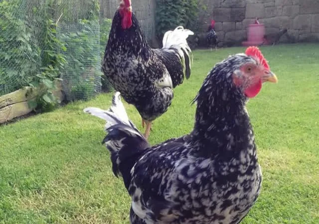 Піта Пінта Астурійська яйце інкубаційне - фото № 1