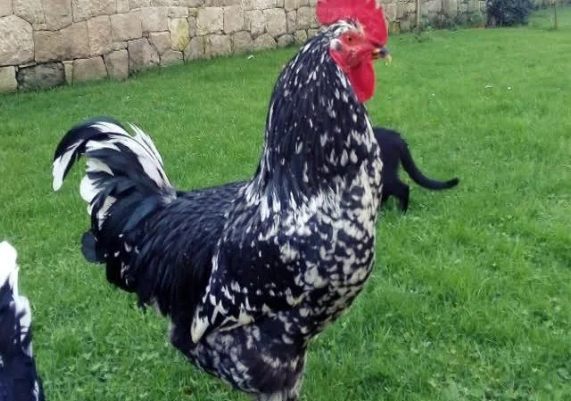 Піта Пінта Астурійська яйце інкубаційне - фото № 2