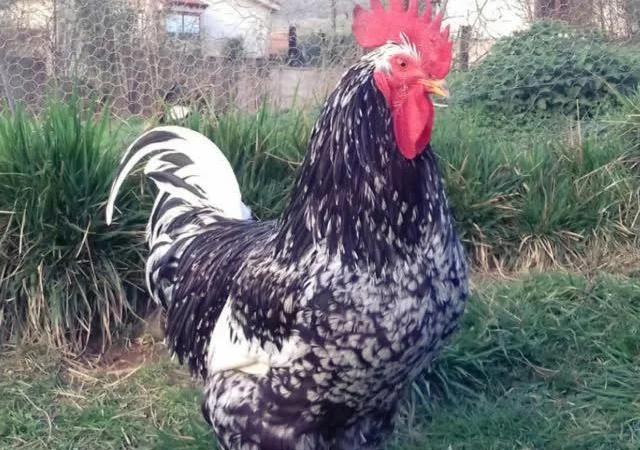 Піта Пінта Астурійська яйце інкубаційне - фото № 3