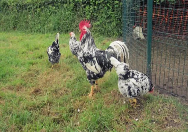 Піта Пінта Астурійська яйце інкубаційне - фото № 5