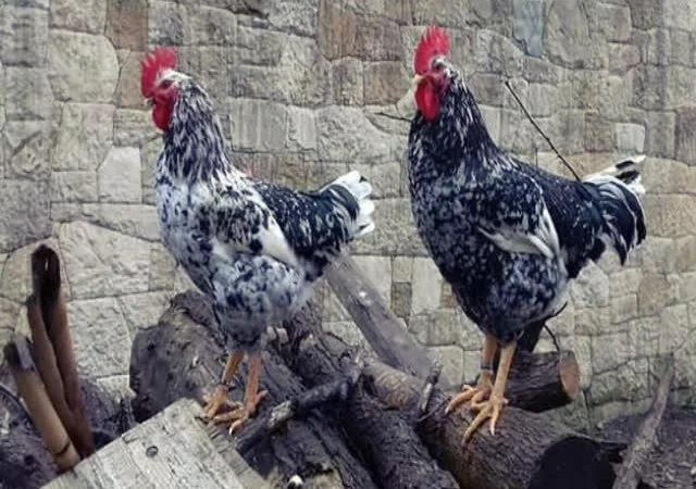 Піта Пінта Астурійська яйце інкубаційне - фото № 6