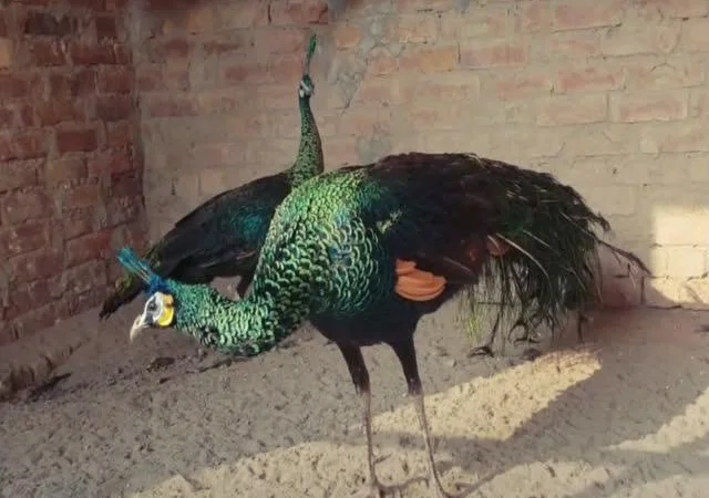 Інкубаційне яйце Павич (Павлін), трьох забарвлень синій, зелений, білий - фото № 1