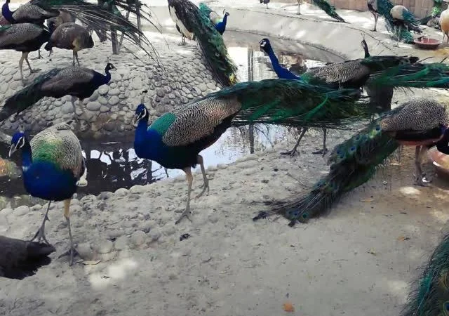 Інкубаційне яйце Павич (Павлін), трьох забарвлень синій, зелений, білий - фото № 2