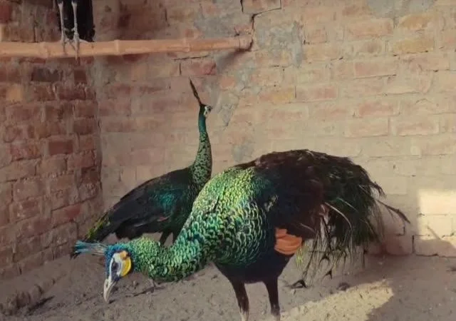 Інкубаційне яйце Павич (Павлін), трьох забарвлень синій, зелений, білий - фото № 3