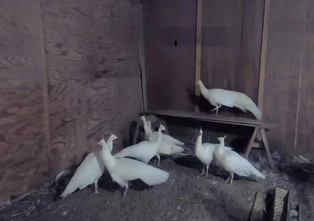 Інкубаційне яйце Павич (Павлін), трьох забарвлень синій, зелений, білий - фото № 4