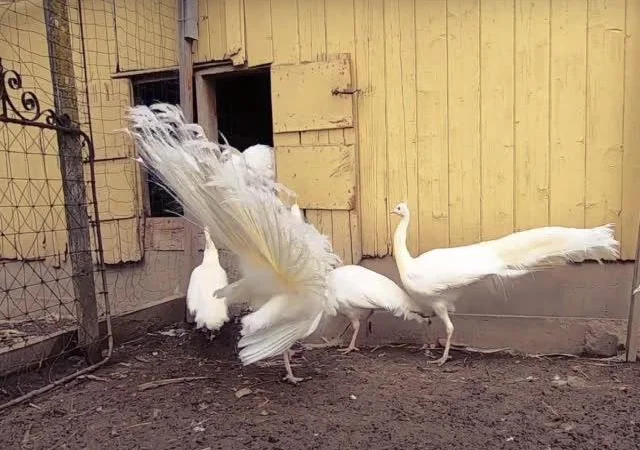Інкубаційне яйце Павич (Павлін), трьох забарвлень синій, зелений, білий - фото № 5