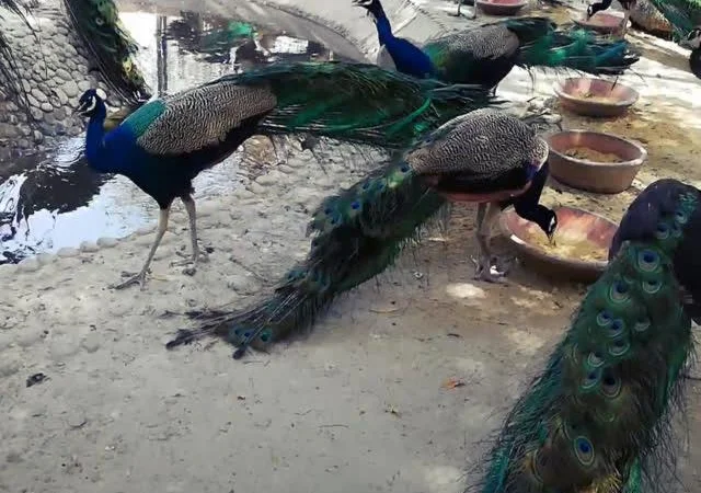 Інкубаційне яйце Павич (Павлін), трьох забарвлень синій, зелений, білий - фото № 6