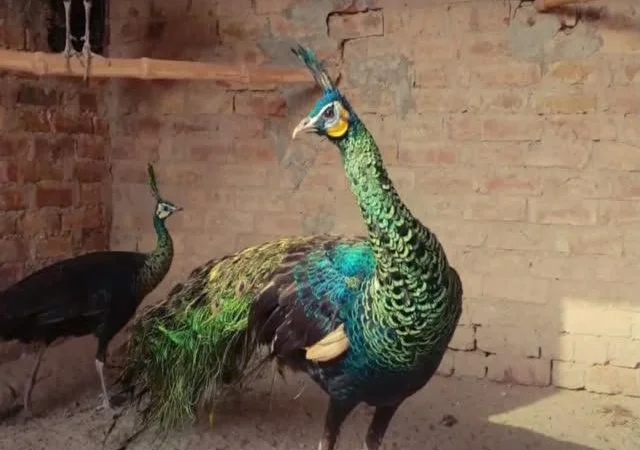 Інкубаційне яйце Павич (Павлін), трьох забарвлень синій, зелений, білий - фото № 7