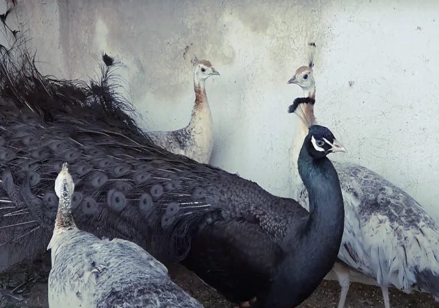 Продається яйце інкубаційне, курчата. Павич (Павлін) Бронзовий - фото № 1