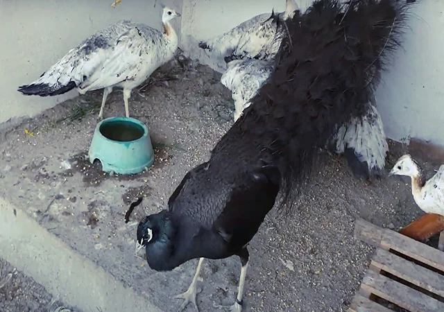 Продається яйце інкубаційне, курчата. Павич (Павлін) Бронзовий - фото № 2