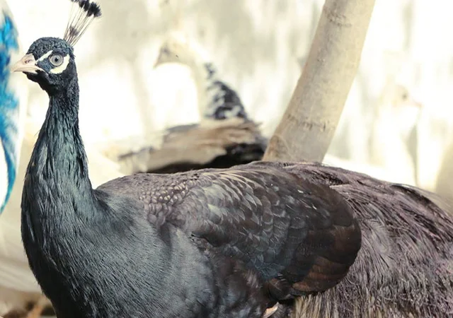 Продається яйце інкубаційне, курчата. Павич (Павлін) Бронзовий - фото № 3