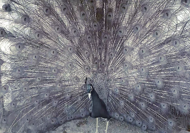 Продається яйце інкубаційне, курчата. Павич (Павлін) Бронзовий - фото № 4