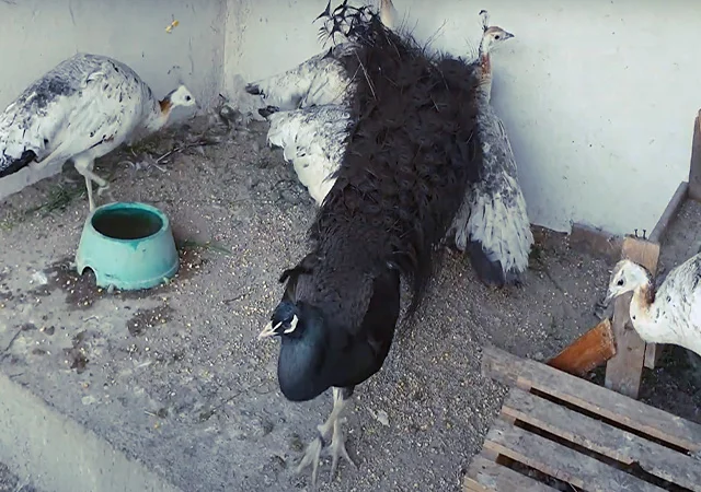 Продається яйце інкубаційне, курчата. Павич (Павлін) Бронзовий - фото № 5