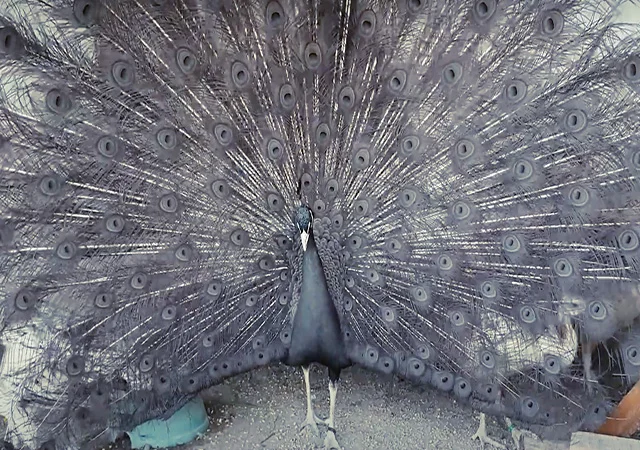 Продається яйце інкубаційне, курчата. Павич (Павлін) Бронзовий - фото № 6