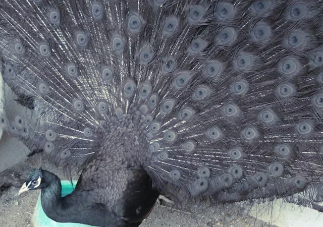 Продається яйце інкубаційне, курчата. Павич (Павлін) Бронзовий - фото № 7