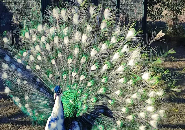 Продається яйце інкубаційне - фото № 3