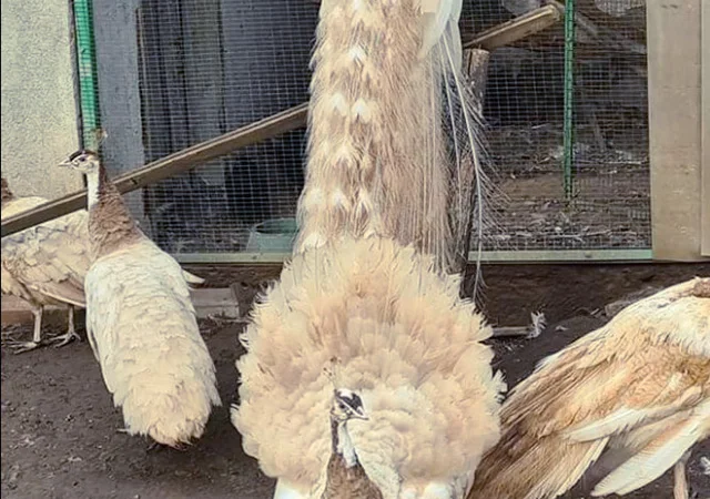 Продається яйце інкубаційне, курчата. Павич (Павлін) строкатий(індійський), опаловий(інд.) - фото № 5