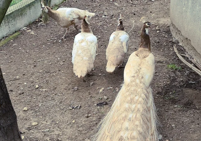 Продається яйце інкубаційне, курчата. Павич (Павлін) строкатий(індійський), опаловий(інд.) - фото № 6