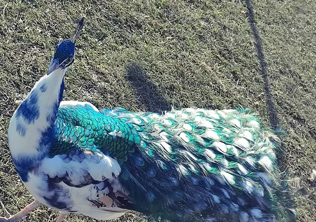 Продається яйце інкубаційне, курчата. Павич (Павлін) строкатий(індійський), опаловий(інд.) - фото № 7