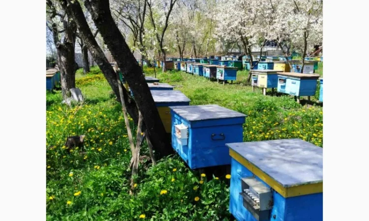 Продам квітковий пилок 2024 р. – 370 грн/кг - фото № 2