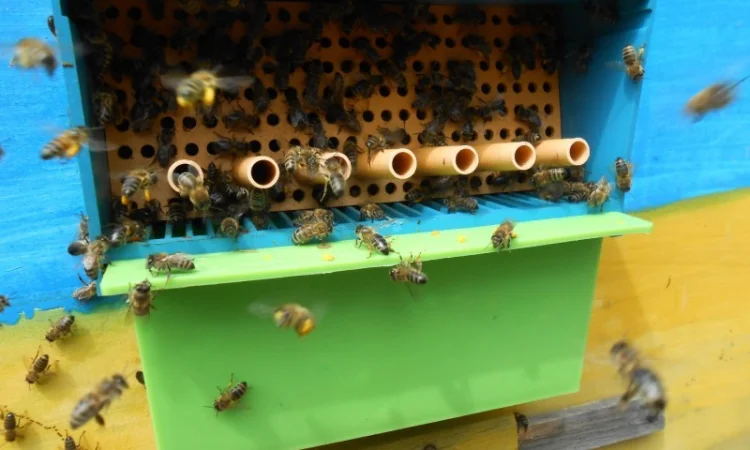 Квітковий пилок / бджолина обножка / пыльца - фото № 4