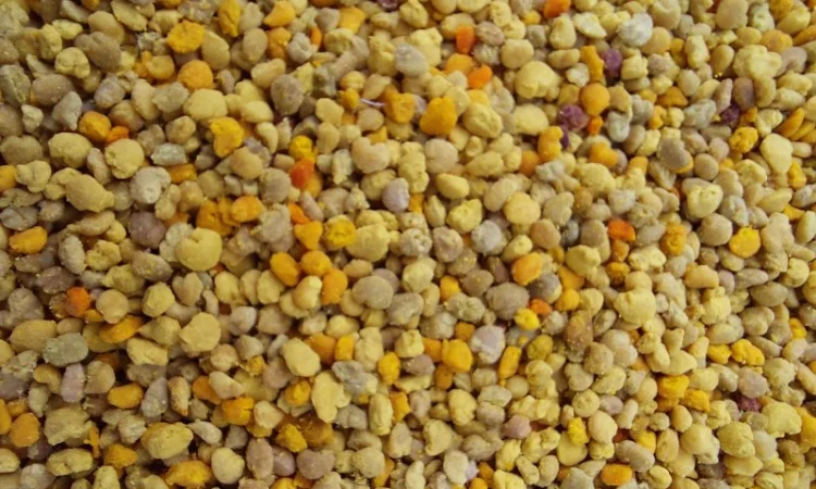 Продам пыльцу 2024 года - фото № 1