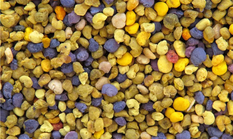 Пыльца 2024 года - фото № 1