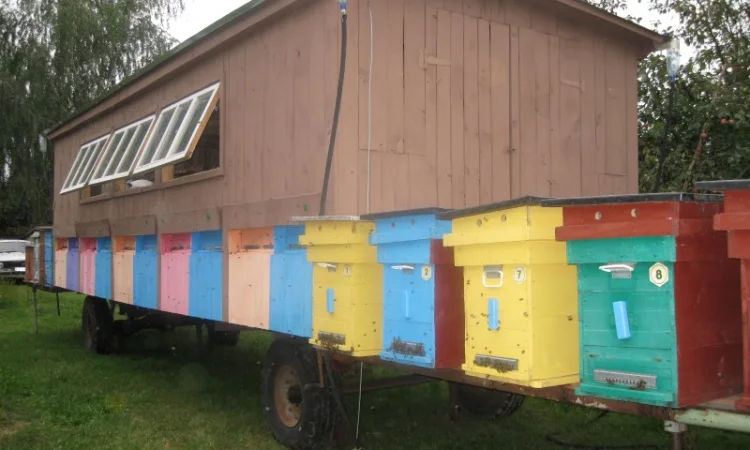 Продаю бджолиний пилок 2024 року - фото № 1