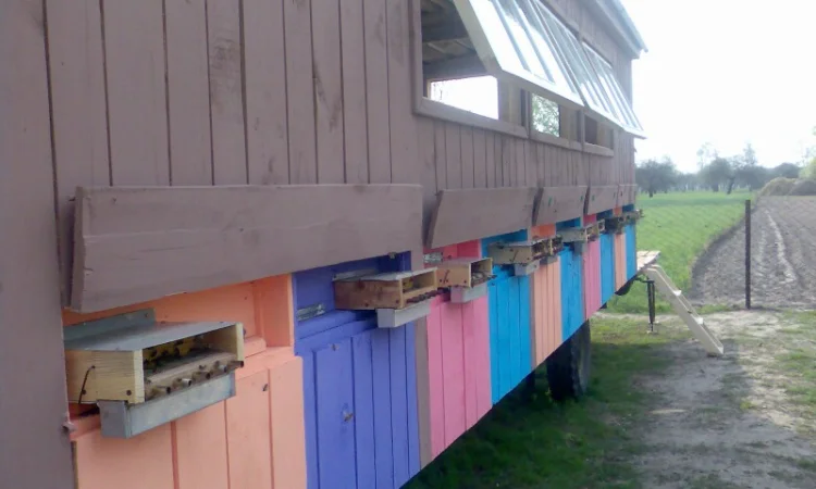 Продаю бджолиний пилок 2024 року - фото № 2