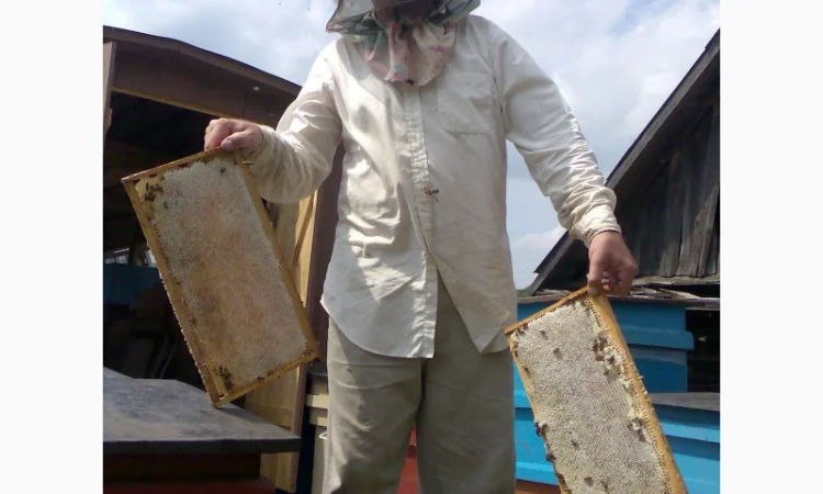 Продаю бджолиний пилок 2024 року - фото № 3