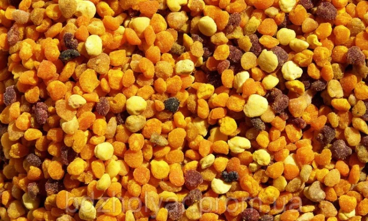 Пилок. Бджолина пильца - фото № 1