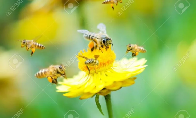 Купую мед бджолиний та продукцію бджільництва - фото № 1