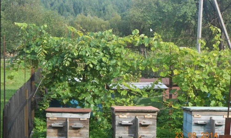 Вушні свічки для здоров'я - фото № 2