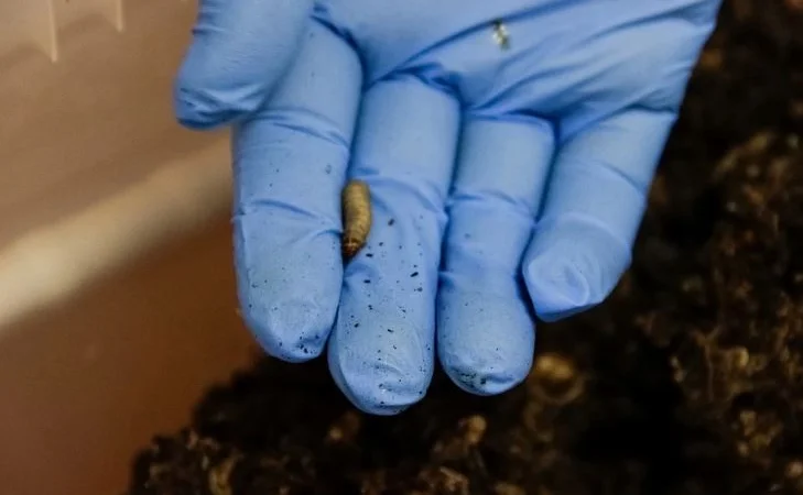 Настойка восковой моли экстракт пчелиной огневки - фото № 2