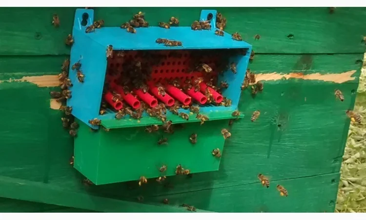 Продам МЕД, забрус, ПИЛОК, прополіс - фото № 4