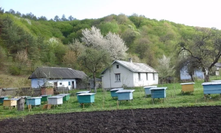 Продам МЕД, забрус, ПИЛОК, прополіс - фото № 3