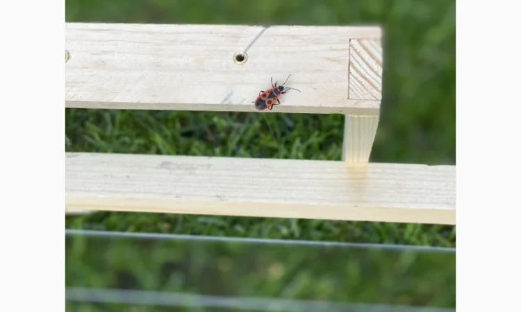 Рамки для ульев — еврорамки с отверстиями из сосны - фото № 2