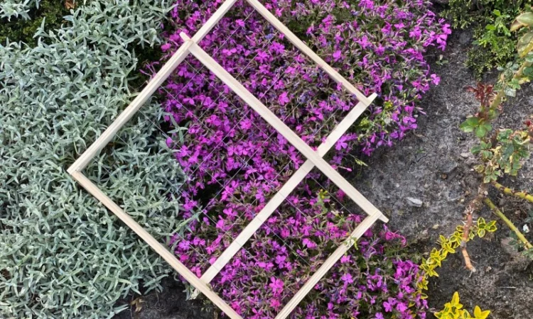 Рамки для вуликів від виробника – Дадан, Рута, напіврамка - фото № 1