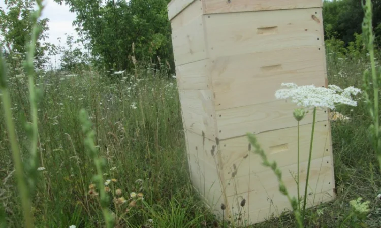 Вулик, улики, улья для бджіл - фото № 3